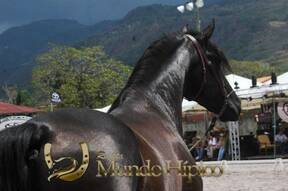 Bonanza Raza PRE 2012 Costa Rica