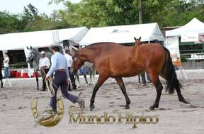 Bonanza Raza PRE 2012 Costa Rica