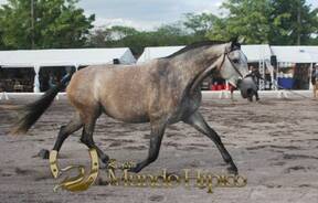 Bonanza Raza PRE 2012 Costa Rica