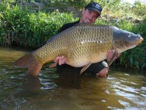 CARPA COMÚN