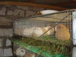 Cuyes en granja