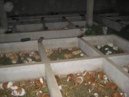 Cuyes grandes y vigorosos