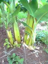 Produccion Bananera en Misiones