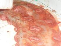 Detalle de cotiledones en placenta de bovinos