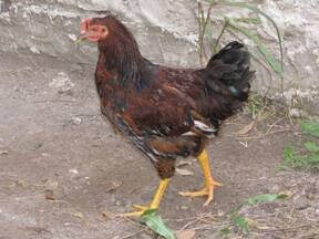 Varias