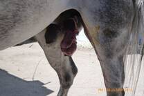 Exposición del testículo del caballo