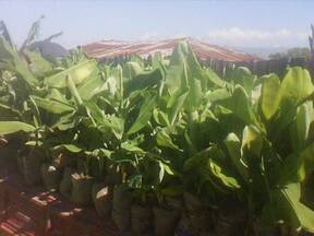 Finca de Bananos QUENIDES URBAEZ,proyecto La Cruz,Manzanillo, Monte Cristy,Rep.Dom.