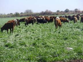 Pradera de Rye Grass