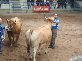 concurso nacional raza asturiana e los valles