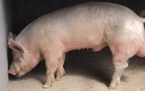 cerdos de reza pura y hibridos