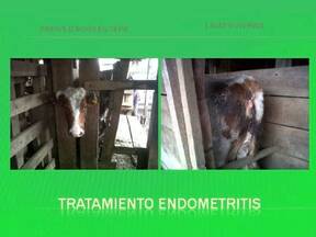 Tratamiento endometritis