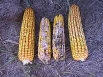 Maíz con mohos productores de aflatoxinas