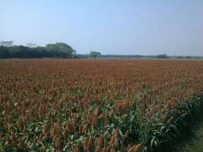 paltio de sorgo en Balancan Tabasco México