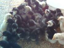 Pollos bebe Araucanos de un día de nacidos con la primera vacuna
