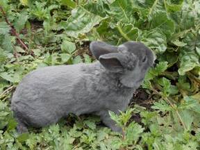 bonito conejo mini rex en venta