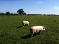 Cerdos naturales criados bajo sistema de pastoreos