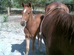 cria de yegua