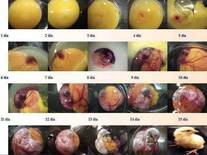 Fotografías de embriones paso a paso de la incubación