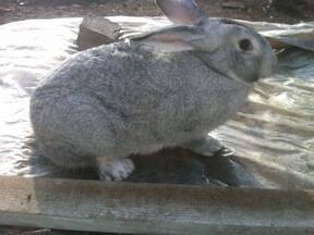 coneja gris chinchilla