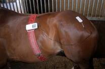 Electroterapia en equinos