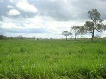 campos de pasturas TANZANIA