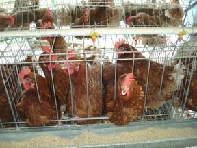 JAULAS PARA GALLINAS PONEDORAS 