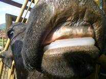 Vaca con implante de prótesis dental