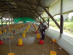 Control de olores en granjas avícolas y porcinas
