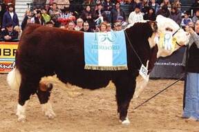 Polled Hereford Argentino