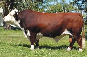 Polled Hereford Argentino