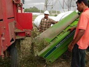 COLOCACION DEL LACTO SILO  Y EMBOLSADO DEL CULTIVO