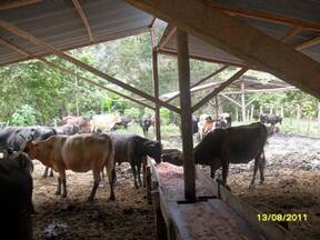 ganaderia meztiza de leche