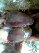 crianza de pollos de carne en el tropico-junin