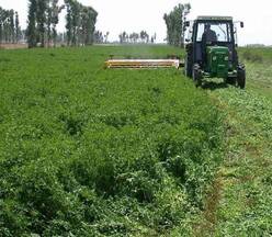 CORTE DE ALFALFA