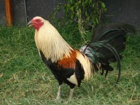 AVES FINAS PARA EXHIBICION Y PIE DE CRIA