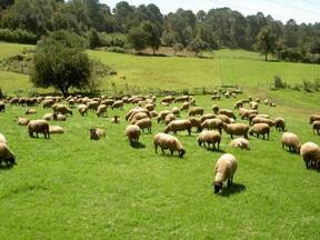 Pastoreo de ovinos en pasto kikuyo