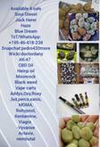 Strawberry, Sour Diesel, Jack Herer, Durban Poison, Haze, Pineapple Express, Blue Dream, Purple Haze