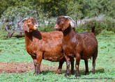 Livestock Kalahari Red Goat , Boer Goat,Sheep For Sale