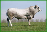 Semen importado de Piemontese, Marchigiana, Romagnola, Chianina