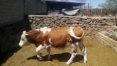 Torete para semental Simmental