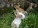conejo cabeza de leon enano con garantia de vida hasta 5 años