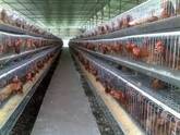 PROYECTOS DE GALLINAS PONEDORAS Y POLLOS PARA PEDIR CREDITO 