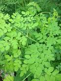 MORINGA Y STEVIA ORGANICAS