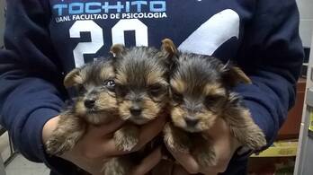 Cachorritos York Shaire Terrier
