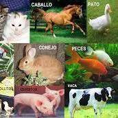 Accesorios para animales