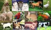 Alimentos para animales. . .