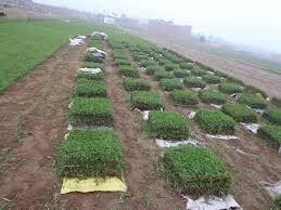VENTA DE GRASS AMERICANO JAPONES PASSPALUM X MAYOR Y MENOR A NIVEL NACIONAL