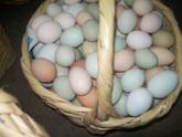 Pollitas de campo de alta producción de huevos azules y/o verdes