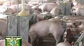 cerdos para abasto de 90 kilogramos 