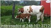 Vacas Lechereras Y Becerras Preñadas, Raza Jersey, Holstein y Cruzas